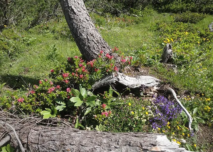 Apartment Hierzegger